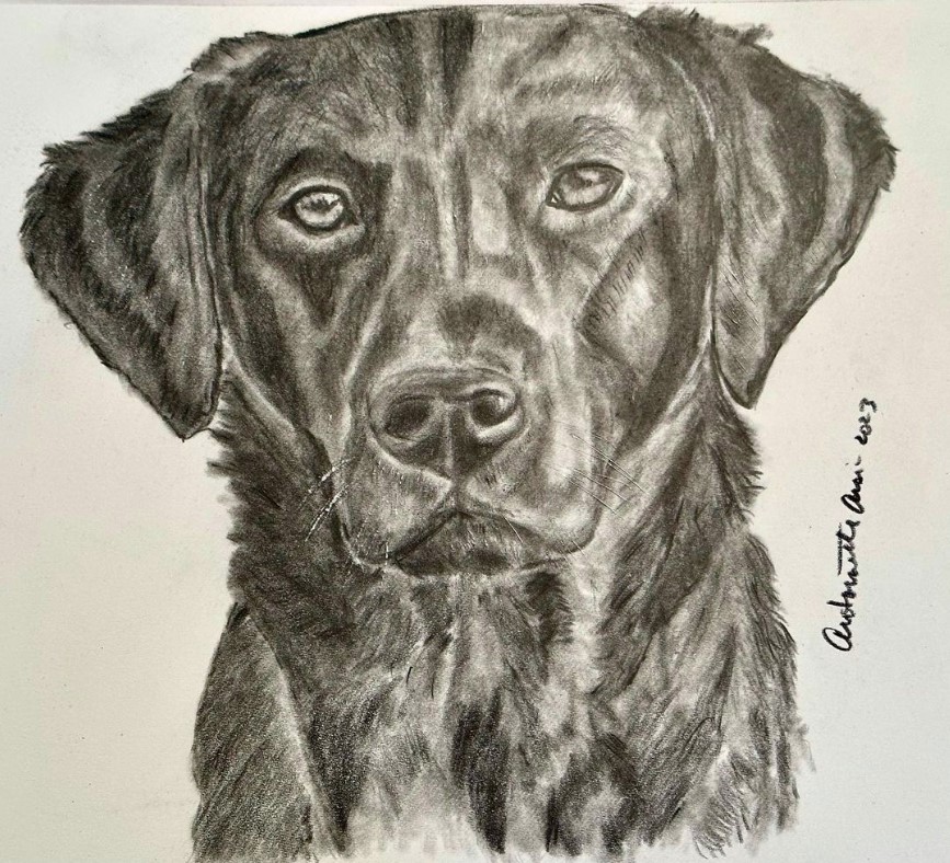 pencil drawing of a dog